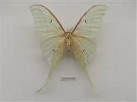 藏品(長尾水青蛾)的圖片